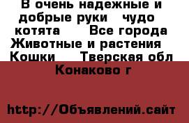 В очень надежные и добрые руки - чудо - котята!!! - Все города Животные и растения » Кошки   . Тверская обл.,Конаково г.